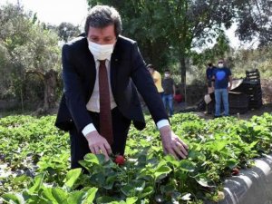 Çilek, kırsal ailelerin geçim kaynağı oldu