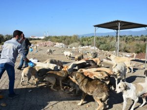 Edremit Belediyesi sokak hayvanlarını unutmuyor