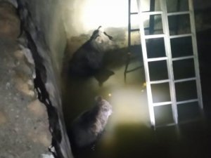 Şemdinli’de sulama havuzuna düşen 2 yavru ayı kurtarıldı