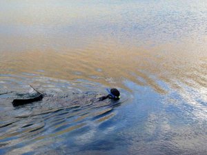 Öğretim üyesi Türkiye’nin en yüksek göllerinden biri olan Aygır Gölüne serbest dalış yaptı