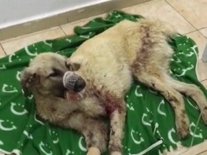 Çenesi kırılan sokak köpeği için seferber oldular