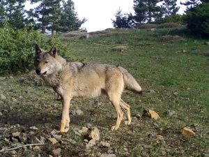 Artvin’de yaban hayatı fotokapanla görüntülendi