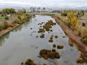 Kızılırmak otlağa dönüştü
