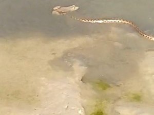 Yılanın yakaladığı kurbağa ile imtihanı