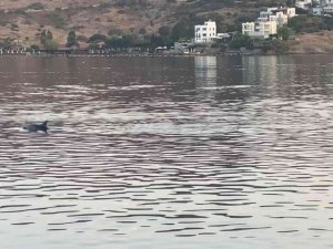 Koya giren yunus sürüsünü balıkçılar görüntüledi