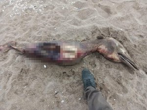 Sahilde parçalanmış ve tanınmaz halde bulunmuştu, bakın ne çıktı