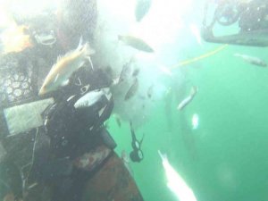 6 bin balık İzmit Körfezi’nde hayat buldu