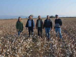 Şiddetli yağışın zarar verdiği pamuklar yerde kaldı