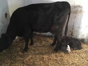 “Muhtar” anlamlı bir günde dünyaya geldi