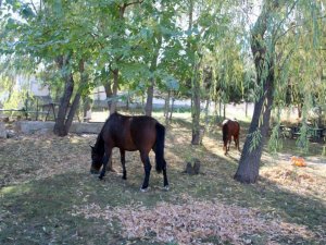 Terk edilmiş iki at ve eşeğe Çankaya’da barınakta sahip çıkılıyor