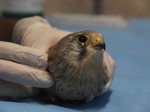 Atmacanın göz kapaklarını dikip ayaklarını bağladılar