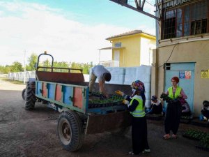 Diyarbakır kış aylarında 1 milyon 200 bin çiçekle renklenecek