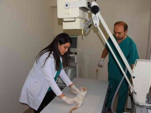 Salihli’de sokak hayvanlarına son teknoloji tedavi hizmeti başladı