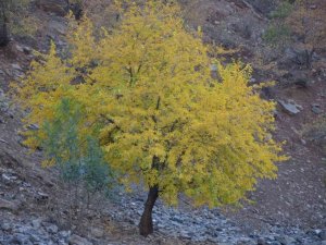 Habur Çayı etrafında ağaçların renk cümbüşü kartpostallık görüntüler oluşturdu