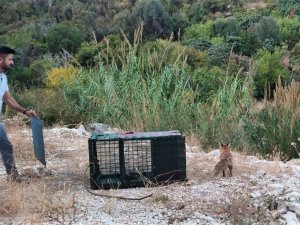 30 tavuğu telef eden tilkiyi yakaladı, karnını doyurup tekrar doğaya saldı