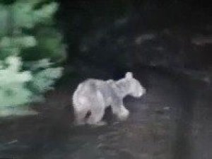 Ormanda dolaşan off-road ekibinin önüne ayı çıktı