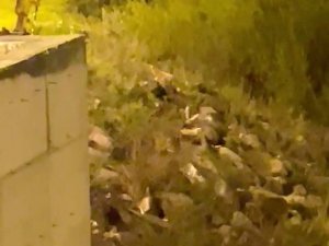 Aç kalan tilki şehre indi