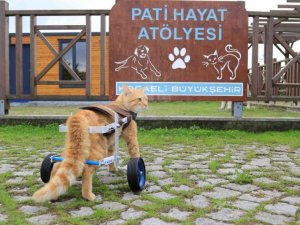 “Şanslı” ilk adımlarını atmaya başladı