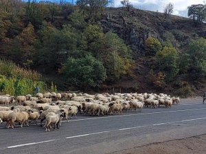 Yayladan dönüş başladı