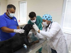 Sokak hayvanları ’mikroçip’ ile kayıt altına alınıyor