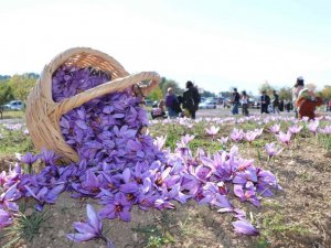 Safran hasadı için tarlalara akın edip bol bol fotoğraf çektirdiler