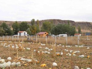 Kızılinler balkabağı ‘hobi bahçesi’ tehlikesi altında