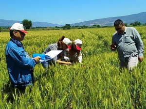 Çeltik tohumluklarının tarla kontrolleri yapıldı