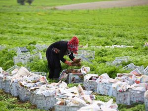 Türkiye’nin sebze ambarı Beypazarı’nda kış havucu hasadı başladı