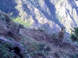 Dik yamaçlara çıkan yaban keçileri yer çekimine meydan okuyor