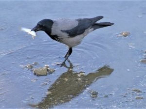 Yeşilırmak’ta kargaların balık avı