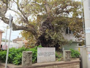 Süleyman Paşa’nın 7 asır önce atını bağladığı anıt ağaç kuruyor