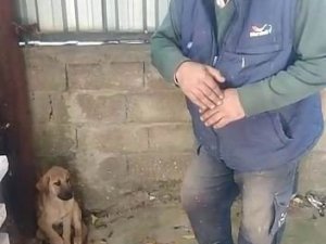 Akşehir Belediyesinin tedavi ettiği köpek iyileşti