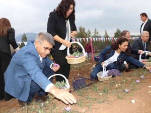 5. Safran Festivali safran, lavanta ve ada çayı hasadı ile sona erdi