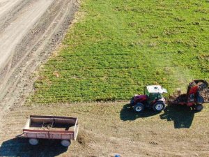 Hedef 550 bin ton pancardan 82 bin ton şeker üretimi