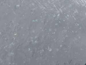 Arnavutköy sahilini denizanaları bastı