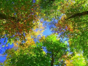 Dumanlı Yaylası’nda renk cümbüşü