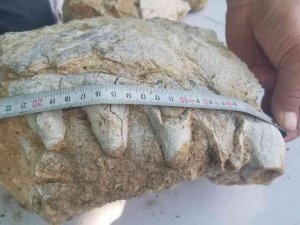 Manisa’da milyonlarca yıllık hayvan fosili bulunduğu iddiası