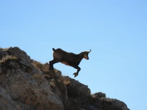 Tunceli’de çengel boynuzlu dağ keçisi görüntülendi