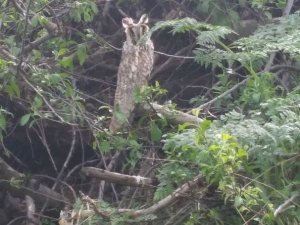 Tunceli’de kulaklı orman baykuşu fotoğraflandı