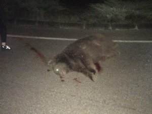 Bursa’da ikinci ayı vakası