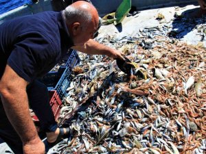 Akdeniz’de balıktan çok çöp çıkıyor, balıkçı nadas istiyor