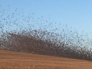 Binlerce sığırcık kuşu böyle dans etti