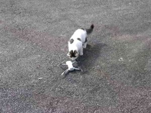 Meraklı kedinin drone ilgisi