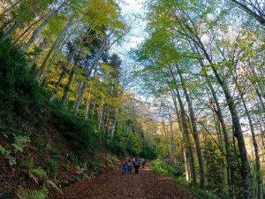Görsel şöleni görmek için Örümcek Ormanlarına akın ettiler