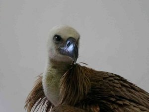 Göç yolunda yorulan kızıl akbaba Marmara Denizi’ne düştü