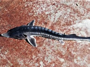 Keban Baraj Gölü’nden çıkan balık şaşkınlığa neden oldu