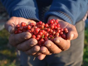 Kokina çiçeğini İstanbul’dan gelip topluyorlar