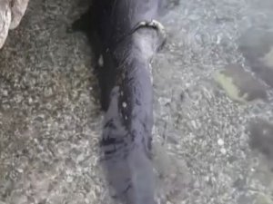 Antalya’da kıyıya yalancı katil balina ölüsü vurdu