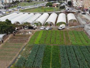 İstanbul’un göbeğinde, E-5’in yanında organik tarım