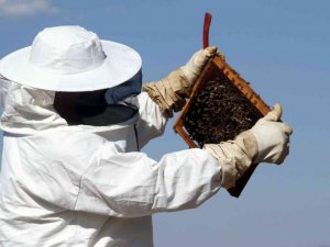 Erzincan’da arıların "tatlı uykusu" başlıyor